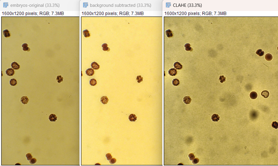 Embryos original, background subtracted, and with CLAHE
