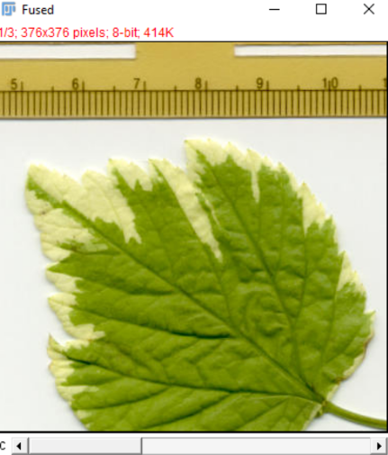 Fused leaf image